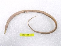 藏品(線尾鴨嘴鰻)的圖片